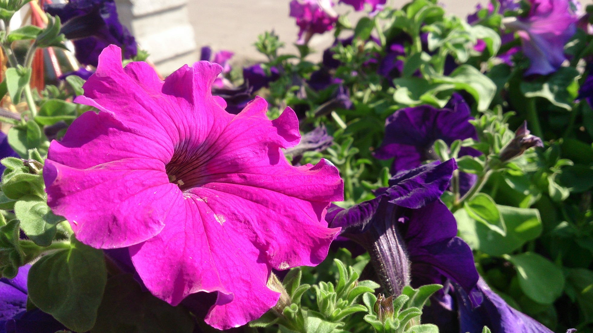 bg-banner